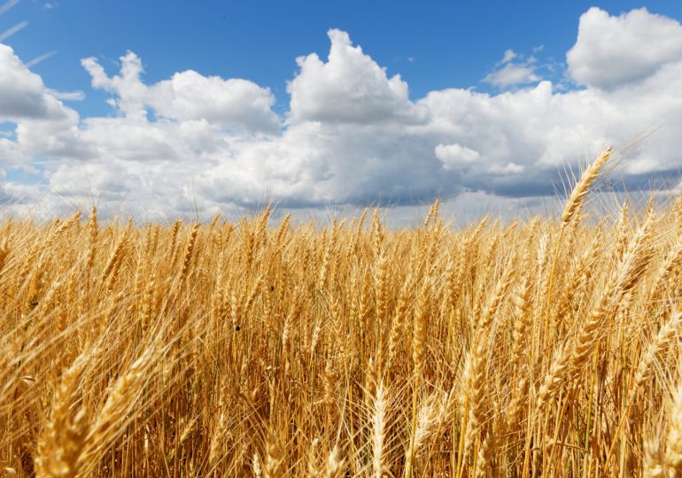 What is the farm-to-table strategy?